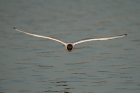 Lachmöwe
