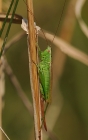 Langflügelige Schwertschrecke