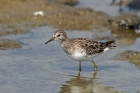 Langzehn-Strandläufer