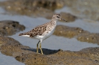 Langzehn-Strandläufer