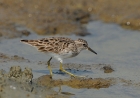 Langzehn-Strandläufer