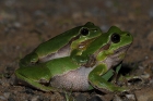 Laubfrosch