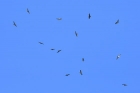 Mäusebussard