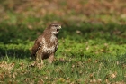 Mäusebussard