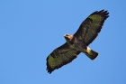 Mäusebussard