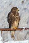 Mäusebussard
