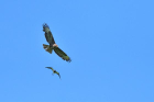 Mäusebussard
