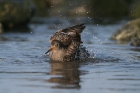 Meerstrandläufer