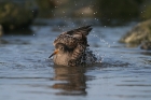 Meerstrandläufer