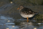 Meerstrandläufer