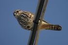 Merlin