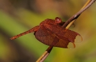 Neurothemis fulvia