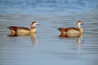 Nilgans