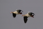 Nilgans