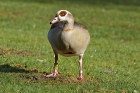 Nilgans