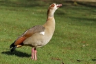 Nilgans