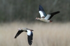 Nilgans