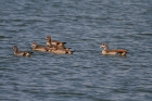 Nilgans