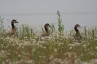 Nilgans