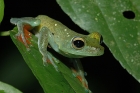 Rot-Schwimmhäuten Laubfrosch