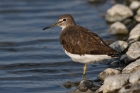 Waldwasserläufer