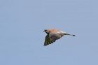 Rötelfalke