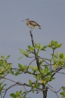 Regenbrachvogel