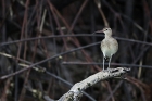 Regenbrachvogel