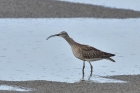 Regenbrachvogel