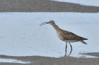 Regenbrachvogel