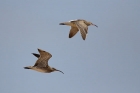 Regenbrachvogel