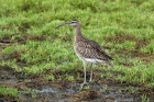 Regenbrachvogel