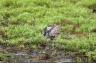 Regenbrachvogel