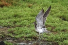 Regenbrachvogel