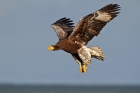 Riesenseeadler