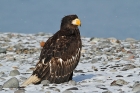 Riesenseeadler