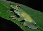 Rot-Schwimmhäuten Laubfrosch