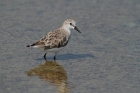 Rotkehl-Strandläufer