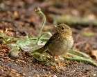 Rotkehlchen