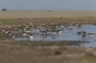 Rotkehl-Strandläufer