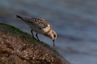 Sanderling