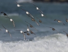 Sanderling