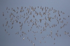 Sanderling