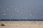 Sanderling