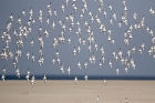 Sanderling