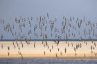 Sanderling