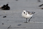 Sanderling