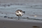 Sanderling