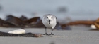 Sanderling