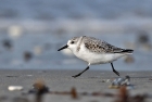 Sanderling